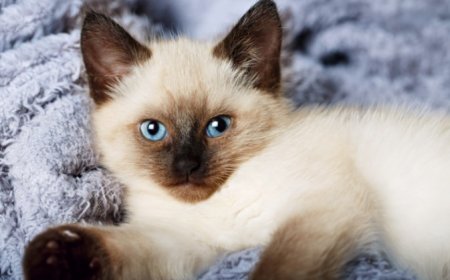 BALINESE KEDİSİNİN ÖZELLİKLERİ VE BAKIMI