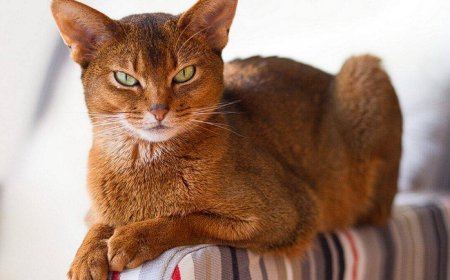 ABYSSINIAN KEDİSİ (HABEŞ KEDİSİ) ASALETİN VE GÜZELLİĞİN TEMSİLCİSİ