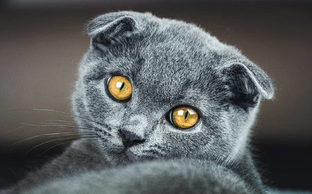 SCOTTISH FOLD KEDİLERİN ÖZELLİKLERİ VE BAKIMI