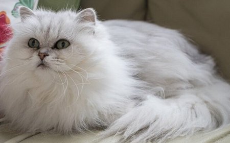 HONEY BEAR KEDİLERİ