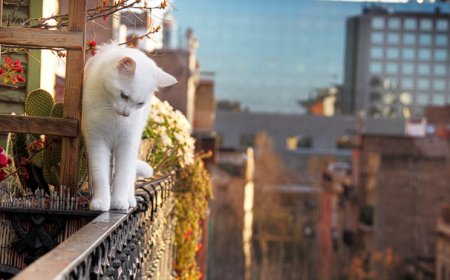 KEDİLER BALKONDAN ATLAR MI?