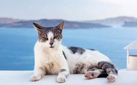 AEGEAN KEDİSİ (EGE KEDİSİ) YUNAN ADALARININ NAZİK VE SEVGİ DOLU KEDİSİ