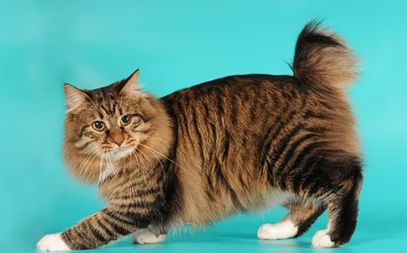 AMERICAN BOBTAIL KEDİSİ, SEVİMLİ VE YARI YABAN DOĞASIYLA DİKKAT ÇEKEN BİR KEDİ IRKI