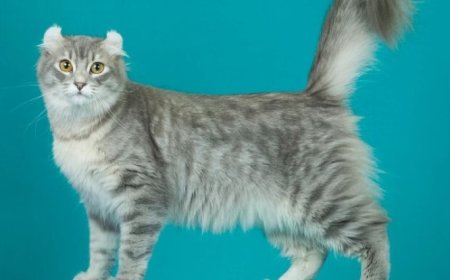 AMERICAN CURL KEDİSİ, KIVRIK KULAKLARIYLA TANINAN ZARİF VE SOSYAL BİR IRK