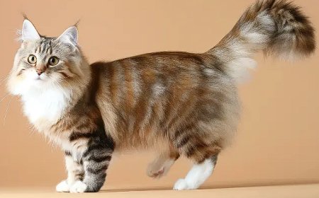 AMERICAN RINGTAIL KEDİSİ, EŞSİZ KUYRUĞU İLE DİKKAT ÇEKEN YENİ BİR KEDİ IRKI