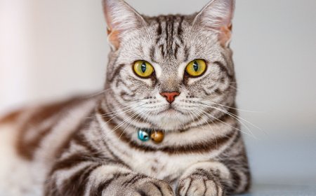 AMERICAN SHORTHAIR KEDİSİ, AMERİKA'NIN DAYANIKLI VE ZARİF KISA TÜYLÜ KEDİSİ