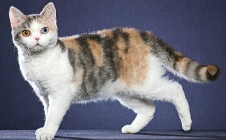 AMERICAN WIREHAIR KEDİSİ, KENDİNE HAS TELLİ TÜYLERİYLE BİLİNEN DAYANIKLI VE OYUNCU BİR KEDİ IRKI