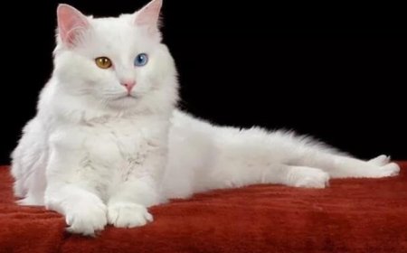 AFRODİT DEVI KEDİSİ (APHRODITE GIANT) KIBRIS’IN ZARİF VE DEV KEDİSİ