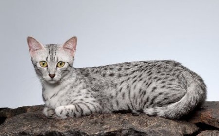 ARABIAN MAU, ÇÖLÜN ZEKİ VE DAYANIKLI KEDİSİ