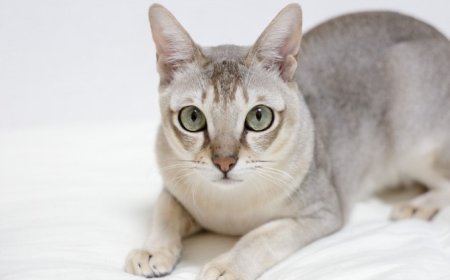 ASYA KEDİSİ (ASIAN CAT) ZEKİ, ZARİF VE SOSYAL BİR KEDİ IRKI