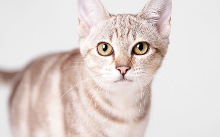 AVUSTRALYA MİST KEDİSİ, AVUSTRALYA’NIN NAZİK VE SAKİN KEDİ IRKI