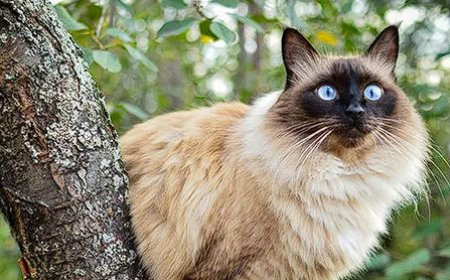 BALINESE (BALİNEZ) KEDİSİ ZARİF, ZEKİ VE SEVGİ DOLU BİR KEDİ IRKI