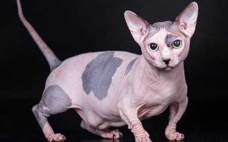 BAMBİNO KEDİSİ, KÜÇÜK BOYUTLARI VE SEVİMLİ YAPISIYLA EŞSİZ BİR KEDİ IRKI