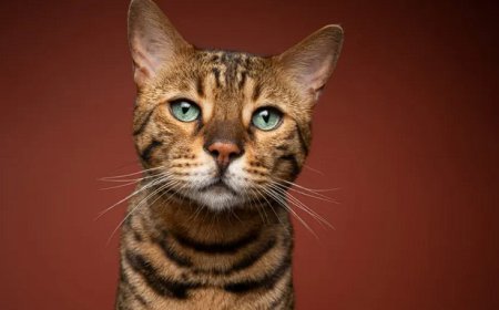 BENGAL KEDİSİ, YABAN GÜZELLİĞİ VE ENERJİSİYLE EŞSİZ BİR KEDİ IRKI