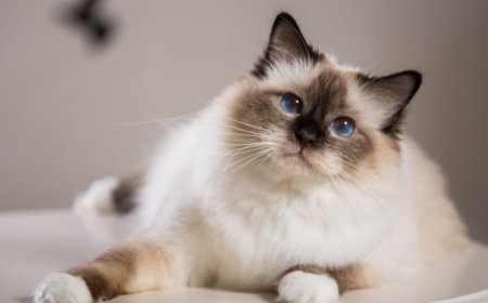 BİRMAN KEDİSİ (BİRMANYA KEDİSİ)