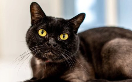 BOMBAY KEDİSİ, SİYAH PANTER GÖRÜNÜMÜNDE ZARİF VE SICAK BİR EVCİL KEDİ