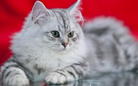 BRITISH LONGHAIR KEDİSİ, ZARİF, SAKİN VE SEVECEN BİR KEDİ IRKI