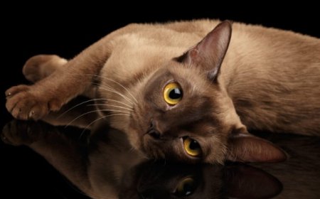 BURMA KEDİSİ, GİZEMLİ VE SEVECEN BİR YOL ARKADAŞI