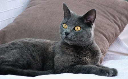 CHARTREUX KEDİSİ, FRANSA'NIN ASİL VE SAKİN KEDİSİ