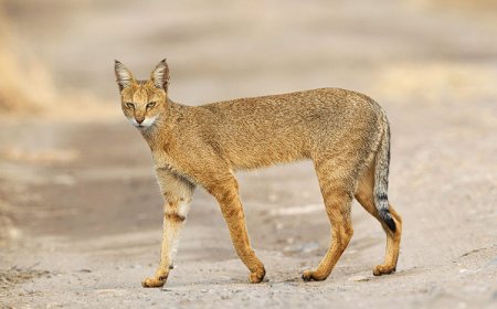 CHAUSIE KEDİSİ, VAHŞİ GÖRÜNÜM İLE EVCİLLİĞİN MÜKEMMEL DENGESİ