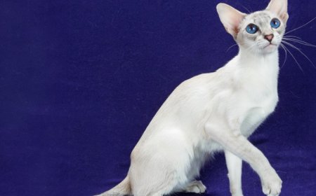 Colorpoint Shorthair Zeki ve Sevecen Bir Arkadaş