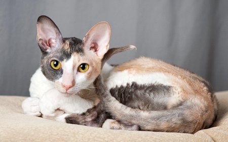 CORNISH REX KEDİSİ, DALGALI KÜRKÜ VE ZEKİ KİŞİLİĞİYLE SIRA DIŞI BİR KEDİ IRKI