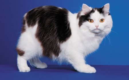 Kısa Kuyruklu Cymric Kedisi Özellikleri, Irk Tarihçesi ve Bakımı