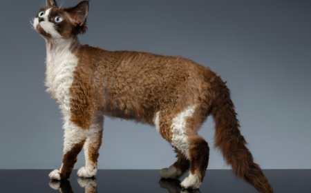Devon Rex Kedisi Tüyleri Kadar Sıcak Kalpleriyle Ünlü Bir Irk