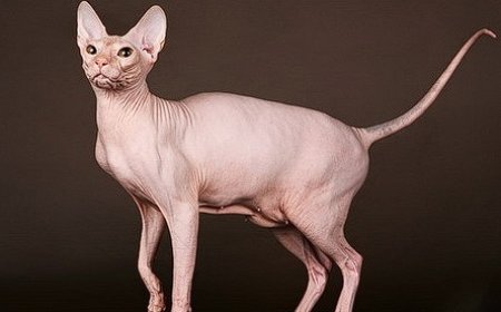 DONSKOY KEDİSİ, KILSIZ VE GİZEMLİ BİR KEDİ IRKI