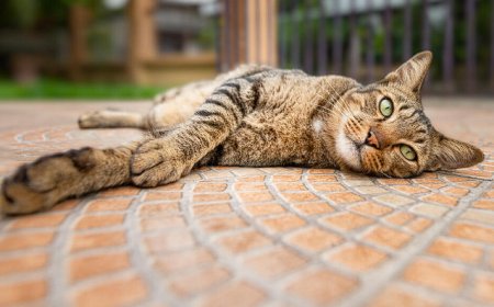 DRAGON LI (ÇİN EJDERHA KEDİSİ), GİZEMLİ VE VAHŞİ GÖRÜNÜMLÜ ÇİN KEDİSİ