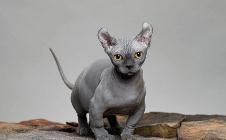 DWELF KEDİSİ, KILSIZ, MİNYON VE OLAĞANÜSTÜ BİR KEDİ IRKI