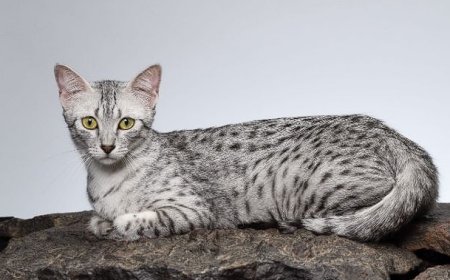 EGYPTIAN MAU (MISIR MAU), ANTİK MISIR’IN ASİL VE ZARİF KEDİSİ