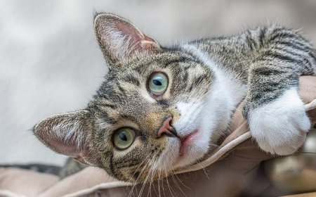 EUROPEAN SHORTHAIR KEDİSİ, KITANIN DOĞAL VE ZARİF KEDİ IRKI