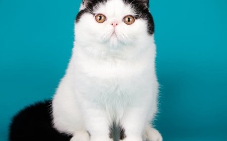 (Egzotik Shorthair) Egzotik Kısa Tüylü Kedi Özellikler ve Bakım İpuçları