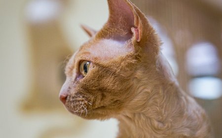 GERMAN REX, DALGALI TÜYLERİ VE NAZİK DOĞASIYLA ÖZEL BİR KEDİ IRKI