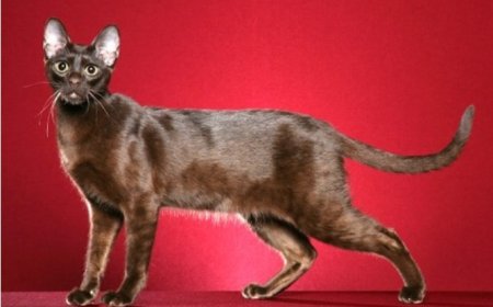 Havana Brown Kedi Irkı Özellikleri ve Bakım İpuçları