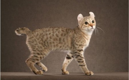 Highlander Kedi Irkı Özellikleri ve Bakım Rehberi