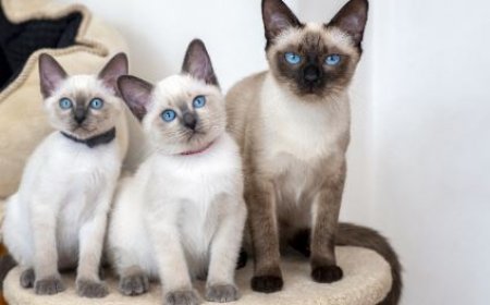 THAİ KEDİSİ ZEKASI VE ZERAFETİYLE BİLİNEN BİR KLASİK