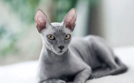 UKRAYNA LEVKOY KEDİSİ ESTETİK VE EŞSİZLİĞİN HARMANI