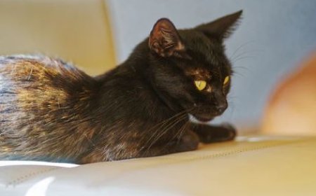 YORK CHOCOLATE  KEDİSİ SAKİN VE ZARİF BİR DOST