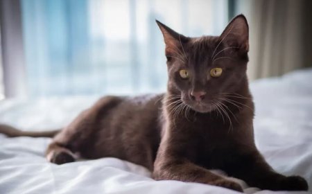 SUPHALAK KEDİSİ ESRARENGİZ VE ZARİF TAYLAND GÜZELİ