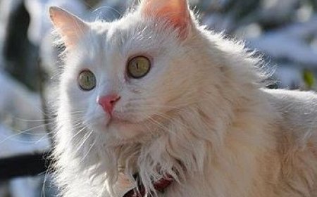 ANKARA KEDİSİ TÜRKİYE’NİN ASİL VE GÖZ ALICI KEDİ IRKI