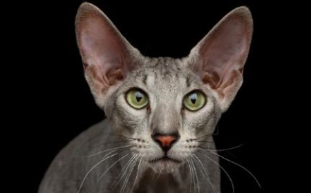 PETERBALD KEDİSİ ZARİF VE SIRA DIŞI BİR GÜZELLİK