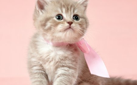 Yavru Kedilerde Tuvalet Eğitimi Adım Adım Rehber