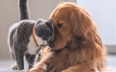 Kediler ve Köpekler Gerçekten Düşman mı?