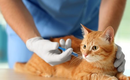 KEDİLER İÇİN AŞI TAKVİMİ VE ÖNEMİ