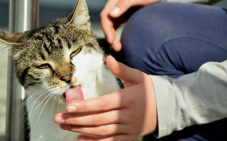 Sahipleneceğiniz Kedi Cinsine Göre Bilmeniz Gerekenler