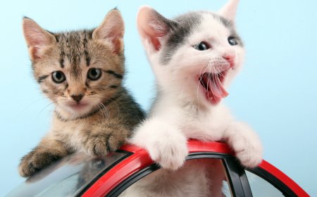YAVRU KEDİLERDE ERKEN SOSYALLEŞMENİN ÖNEMİ VE YÖNTEMLERİ