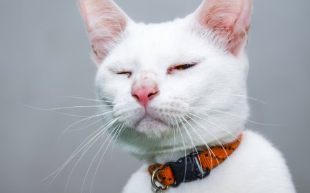 KEDİLERİN DAVRANIŞLARINI VE DUYGULARINI ANLAMAK