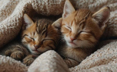 KEDİ YAVRULARINDA UYKU DÜZENİ VE GELİŞİMİ, NE KADAR UYURLAR VE NEDEN ÖNEMLİDİR?